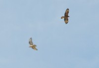 DSC_1388a.jpg