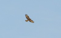 DSC_1387a.jpg