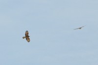 DSC_1385.JPG