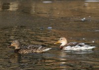 abIMG_9861.jpg