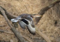 abIMG_9911.jpg