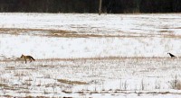 IMG_0483lkra.jpg