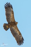 DSC_1531_edit_frm.jpg