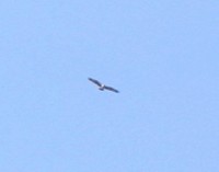IMG_1406.JPG