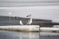 2013.04.04 060.JPG
