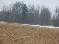 IMG_1130.jpg