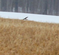 IMG_1130sak.jpg
