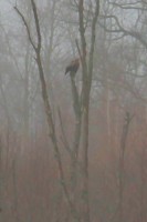 IMG_1169er.jpg