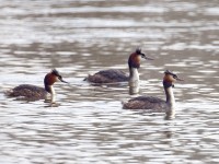 IMGP0034 copy.jpg