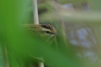 DSC_8542.jpg
