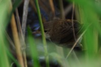 DSC_8547.jpg