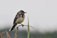 DSC_8160.jpg