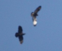 2013.04.16 189.JPG