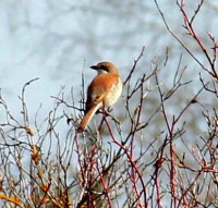 IMG_1657pmed.jpg