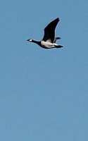 IMG_1736bb.jpg