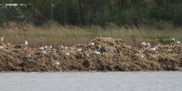 aaIMG_5539.jpg