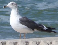 Silkinis prie juros1.jpg