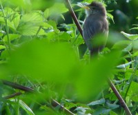 IMG_2392.JPG
