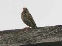 IMG_5858.JPG