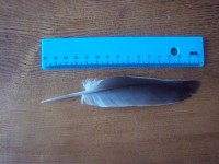 100_13951.jpg