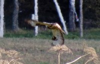 IMG_5403.jpg