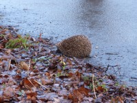 2014-01-04-Ezys-Raudondvaris.jpg