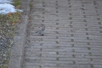 rsz_1rsz_dsc_0013.jpg