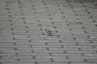 rsz_1rsz_dsc_0041.jpg