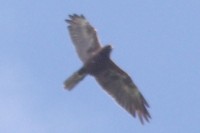 IMGP1459.jpg