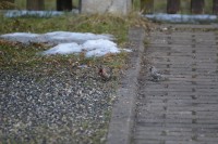 rsz_1rsz_dsc_1032.jpg