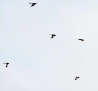 IMG_1422.jpg