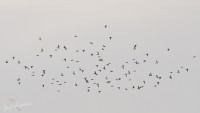 DSC_5185_start.jpg
