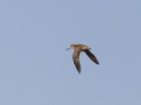 IMG_1586.jpg