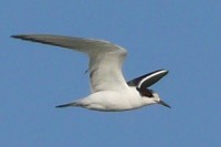 P1180283_crop.jpg