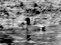 Smailiauodege%2Bdidzioji copy.jpg