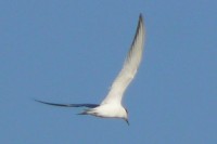 P1180284_crop.jpg