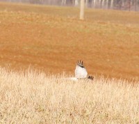 IMG_2142a.jpg