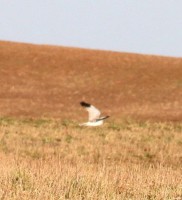 IMG_2145v.jpg