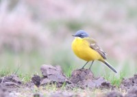 gnf.jpg