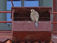 aabIMG_5226a.jpg