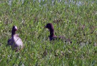 IMG_1919.jpg