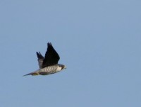 hmjnj.jpg
