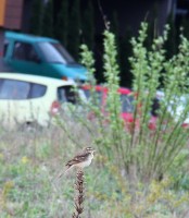 IMG_2964.jpg