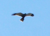 2014-08-30 linge.jpg