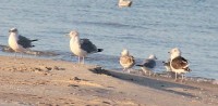 IMG_6125a.jpg
