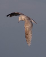 IMG_9650.jpg
