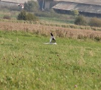 IMG_6387.jpg