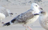 I_gull.JPG