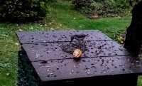 Bukutis.jpg